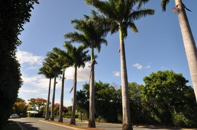 98 Serafina Drive, HELENSVALE QLD 4212, Helensvale - Thumbnail 3