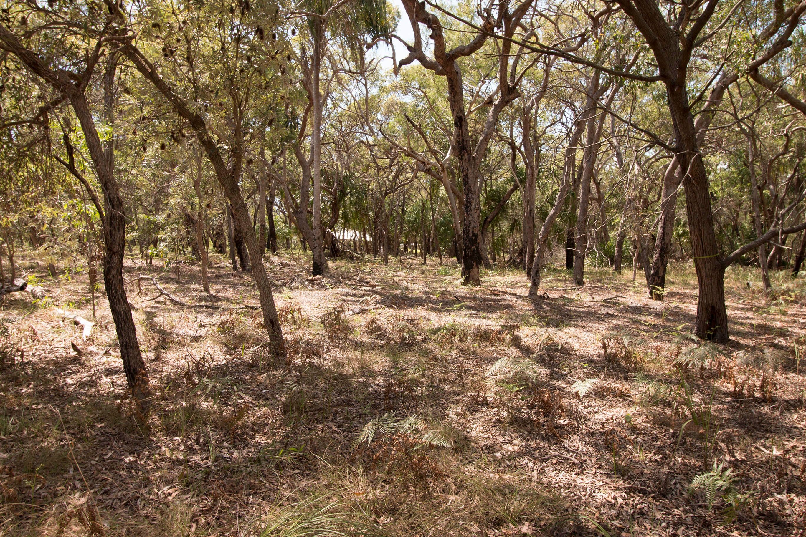 Lot 36 Bloodwood Avenue, Agnes Water QLD 4677, Agnes Water - Thumbnail 2
