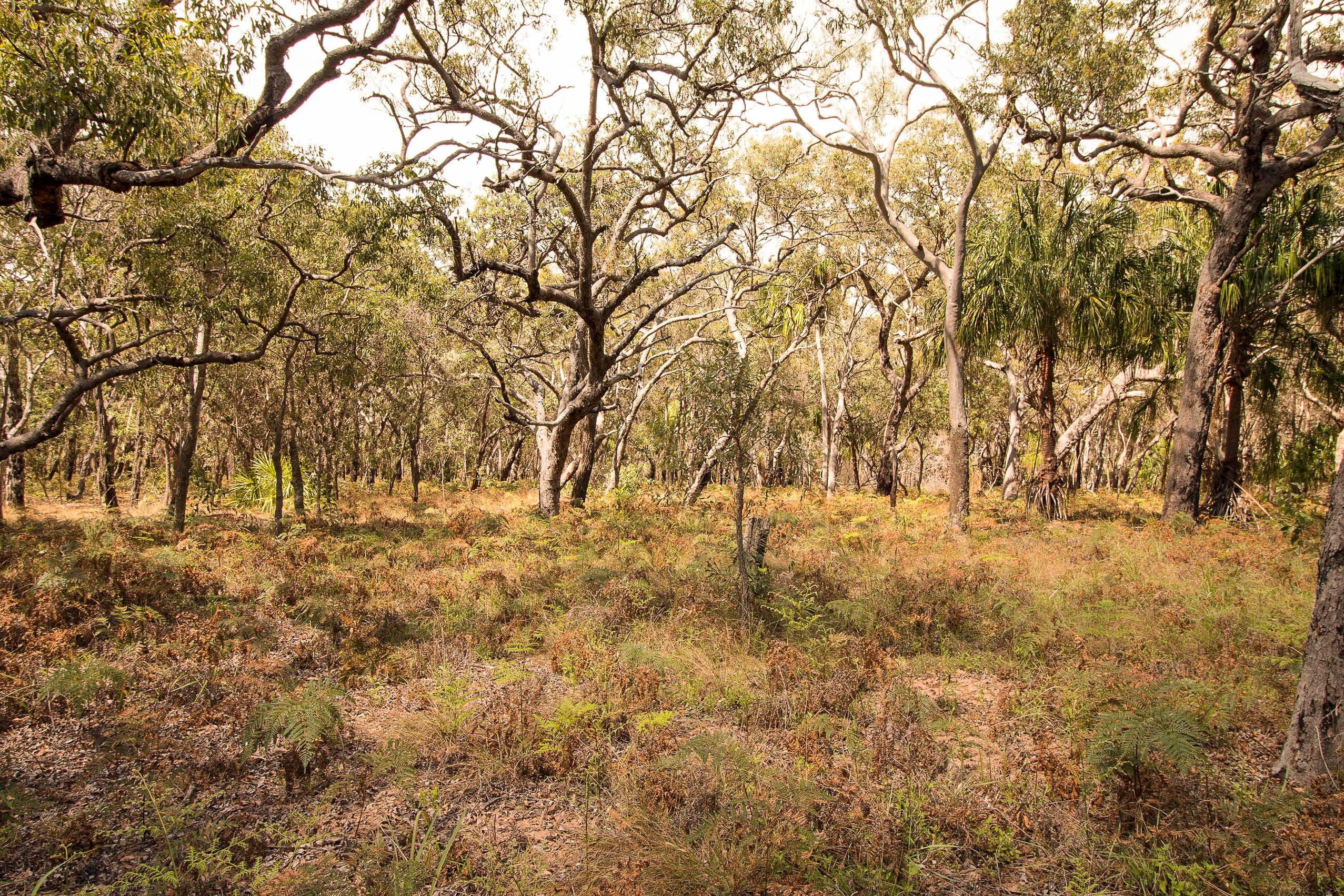 Lot 36 Bloodwood Avenue, Agnes Water QLD 4677, Agnes Water - Thumbnail 5