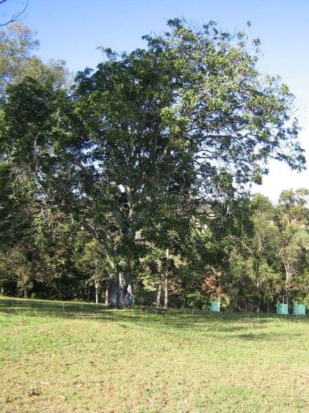 62 Sellin Road, DAYBORO QLD 4521, Dayboro - Thumbnail 3