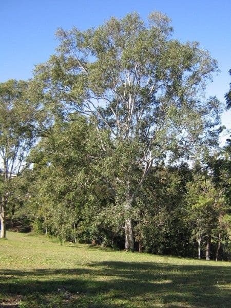 62 Sellin Road, DAYBORO QLD 4521, Dayboro - Thumbnail 4