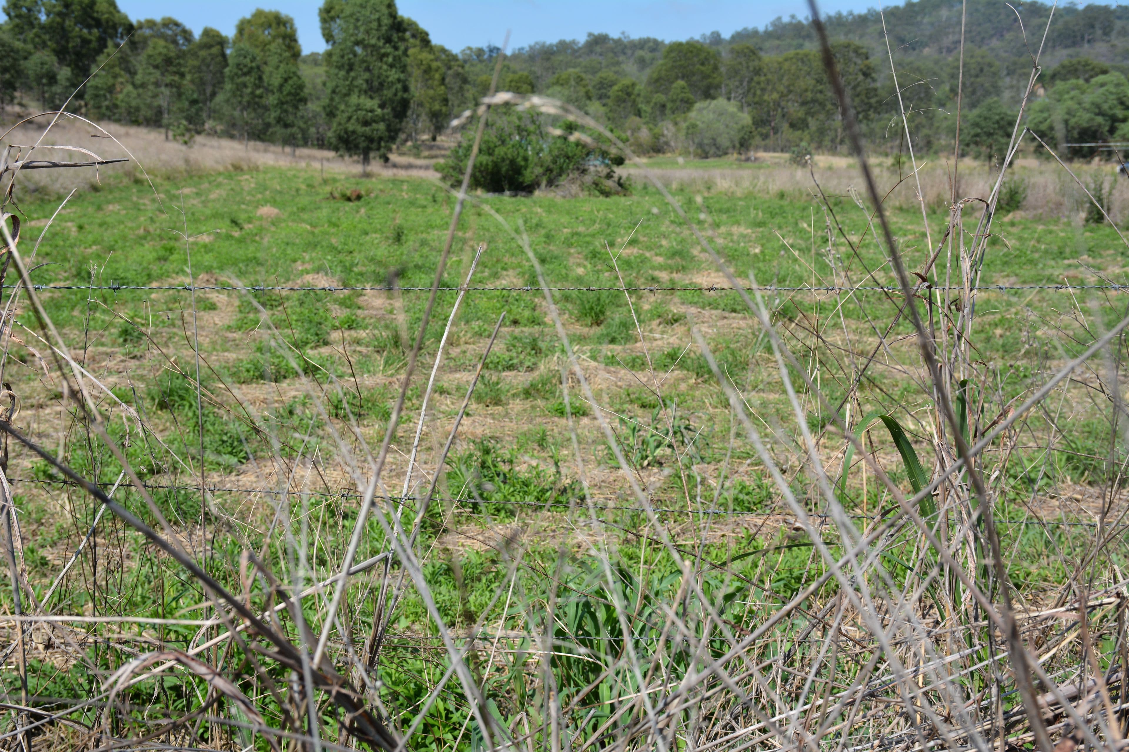 305 & 318 Chichester Street, MOUNT PERRY QLD 4671, Mount Perry - Thumbnail 3
