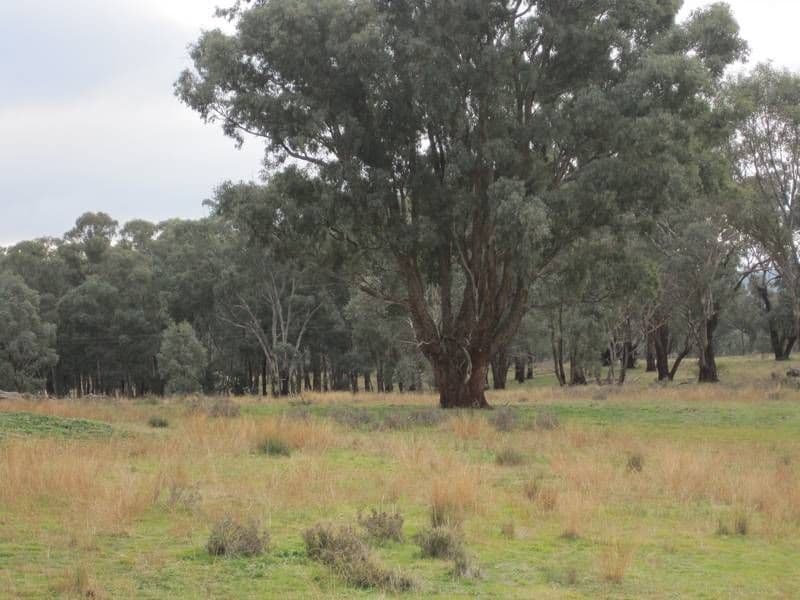 86 Elliotts Road, CROWTHER, YOUNG NSW 2594, Young - Thumbnail 7