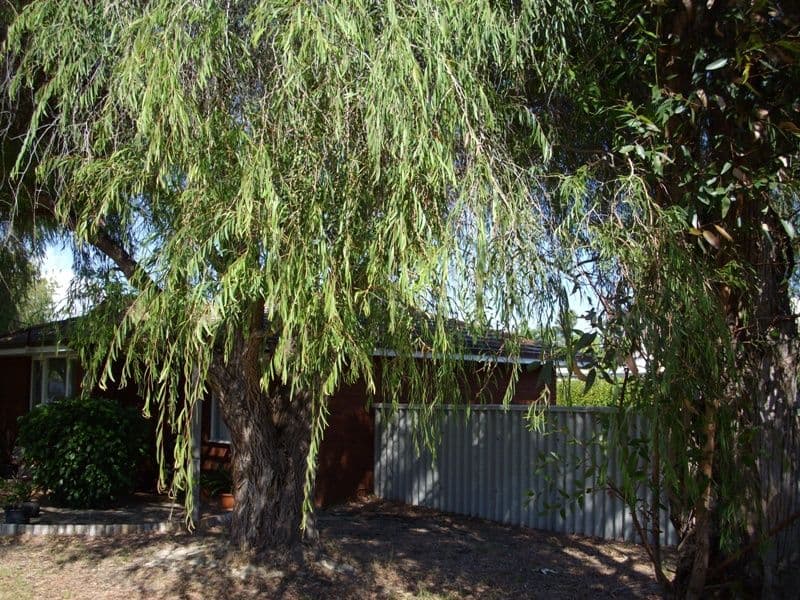 2 Sarre Street, GOSNELLS WA 6110, Gosnells - Thumbnail 2
