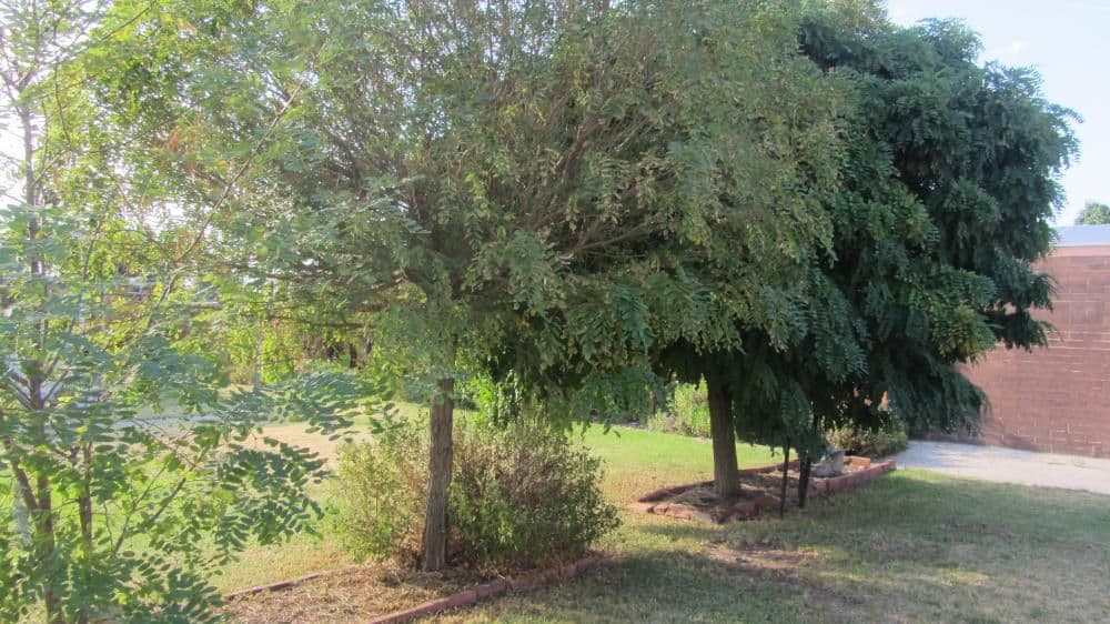 417 Kotthoff Street, LAVINGTON NSW 2641, Lavington - Thumbnail 8