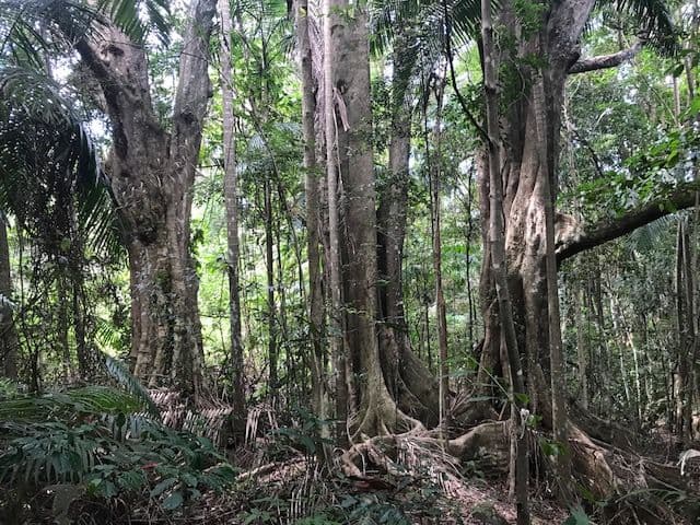 Lot 36 Denning Road, Currumbin Valley QLD 4223, Currumbin Valley - Thumbnail 6
