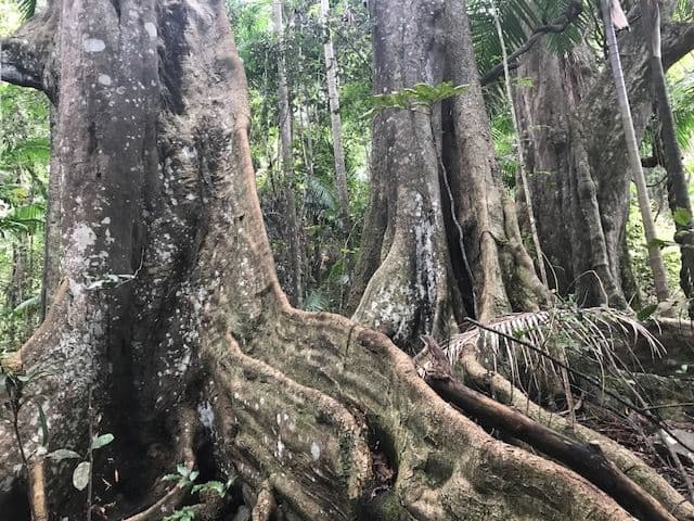 Lot 36 Denning Road, Currumbin Valley QLD 4223, Currumbin Valley - Thumbnail 7