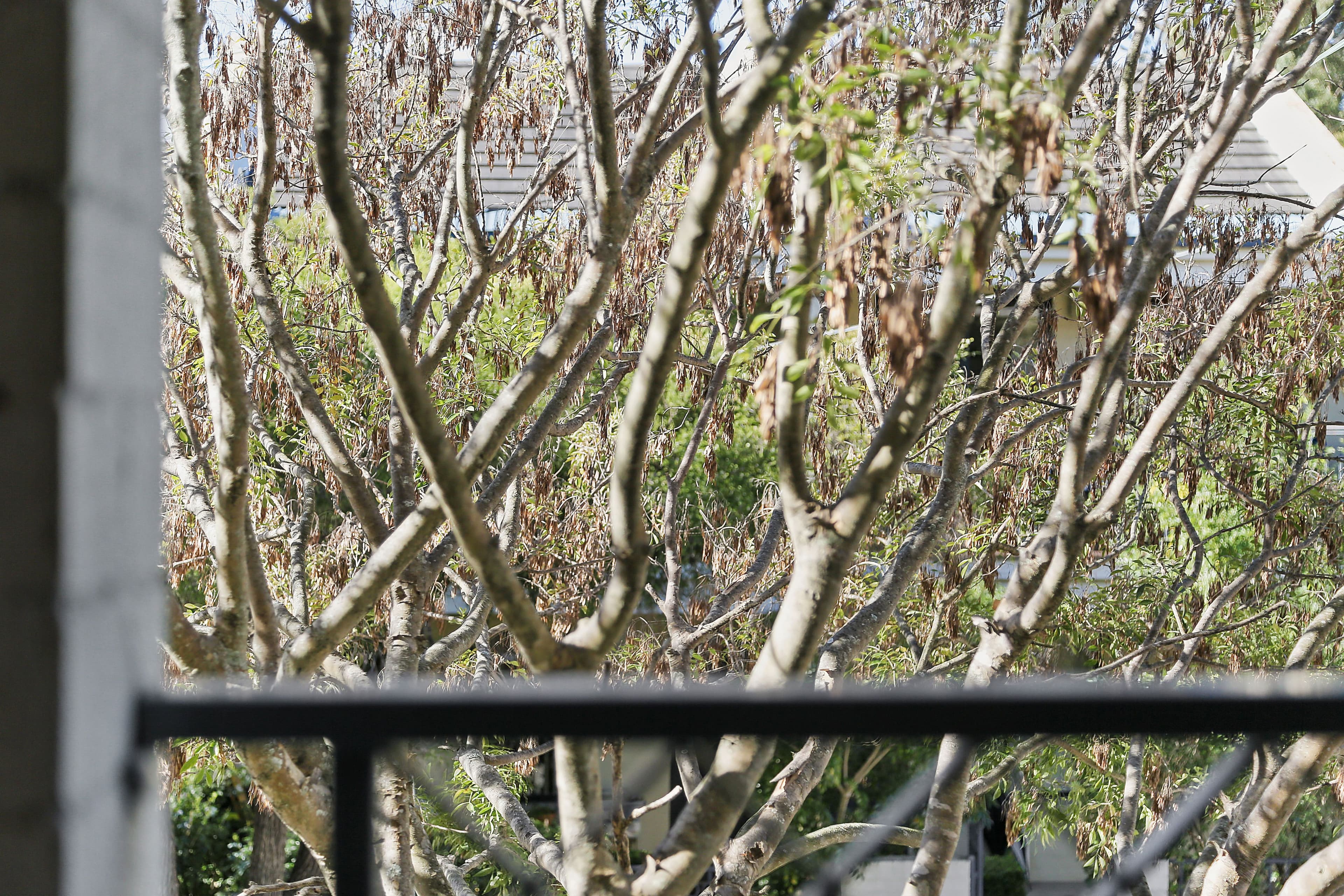 16 Sadlier Crescent, Petersham NSW 2049, Petersham - Thumbnail 8