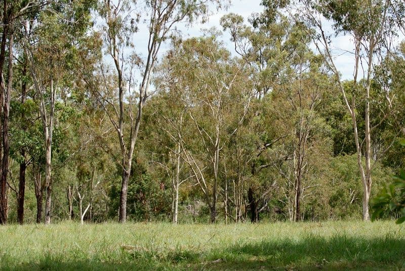100 Cambridge Drive, MOUNT HALLEN QLD 4312, Mount Hallen - Image 1