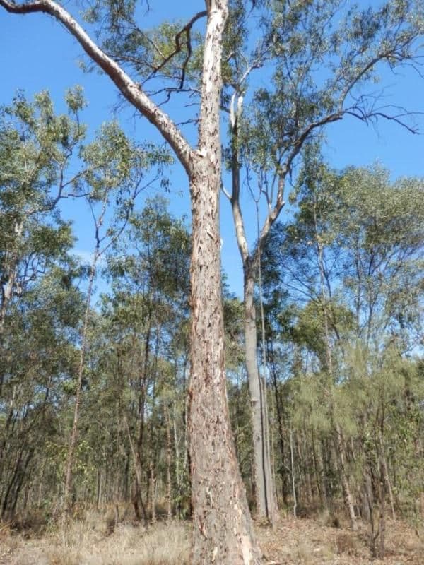 100 Cambridge Drive, MOUNT HALLEN QLD 4312, Mount Hallen - Thumbnail 5