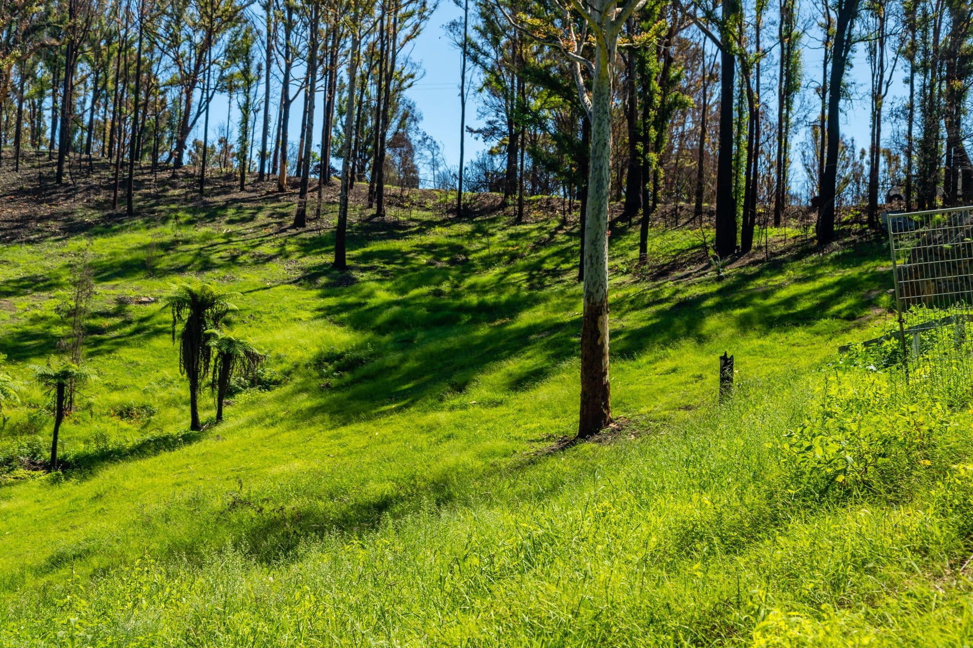 41 Ridge Avenue, Malua Bay NSW 2536, Malua Bay - Thumbnail 6