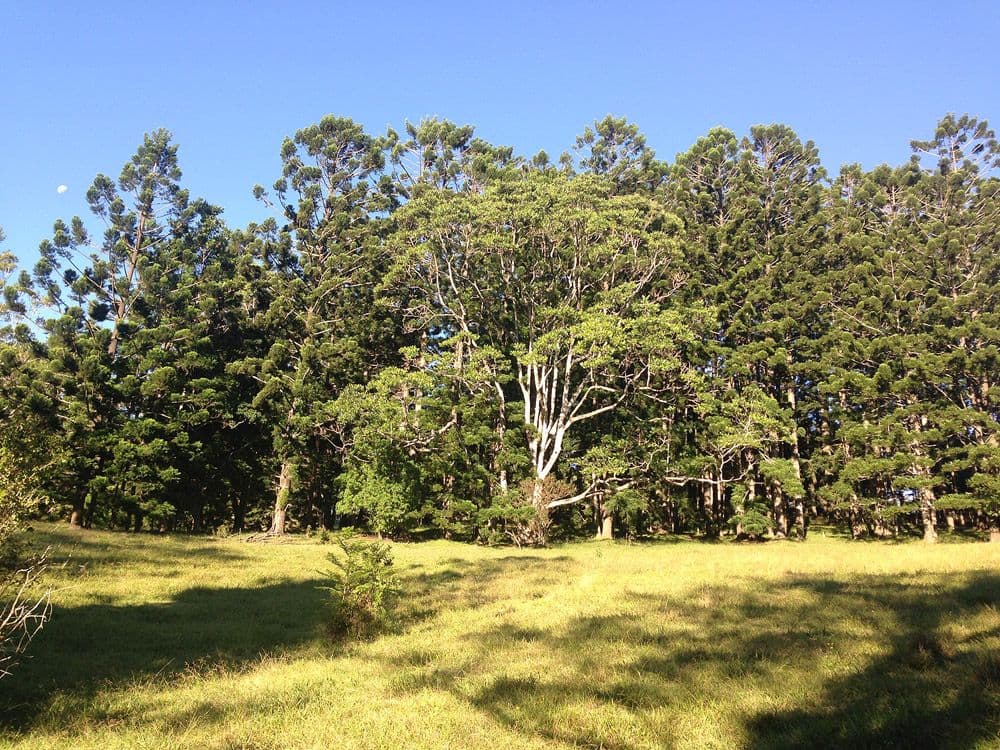 Lot 23 Syndicate Road, TALLEBUDGERA VALLEY QLD 4228, Tallebudgera Valley - Image 1