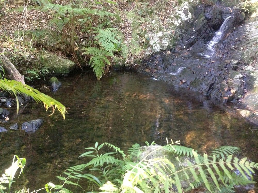 Lot 23 Syndicate Road, TALLEBUDGERA VALLEY QLD 4228, Tallebudgera Valley - Thumbnail 3