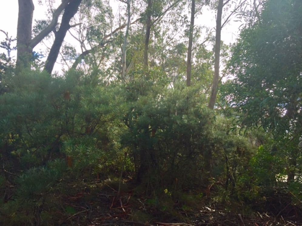 42 Sylvania Street, MOUNT VICTORIA NSW 2786, Mount Victoria - Thumbnail 2