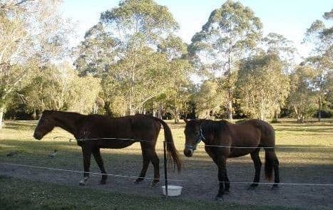 5 - 9 Mango Place, Thornlands QLD 4164, Thornlands - Thumbnail 2