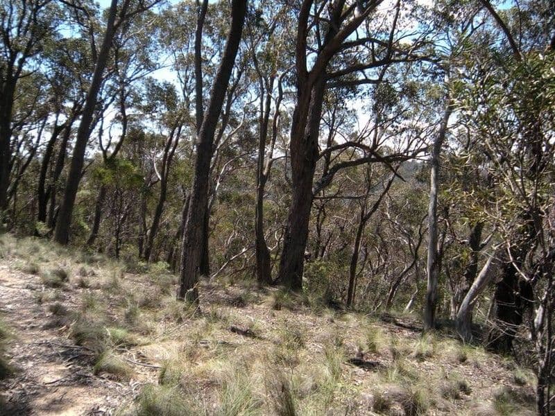 31-37  Salisbury Avenue, MOUNT VICTORIA NSW 2786, Mount Victoria - Thumbnail 2