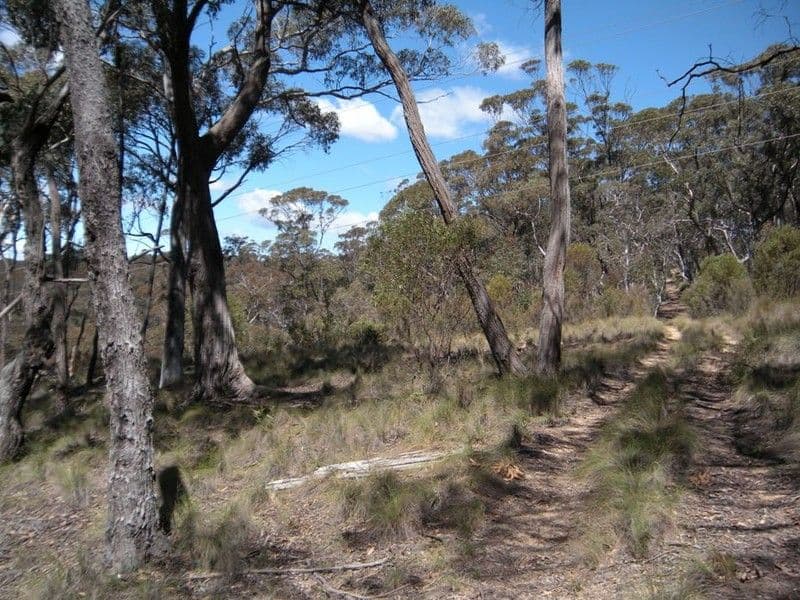 31-37  Salisbury Avenue, MOUNT VICTORIA NSW 2786, Mount Victoria - Thumbnail 3