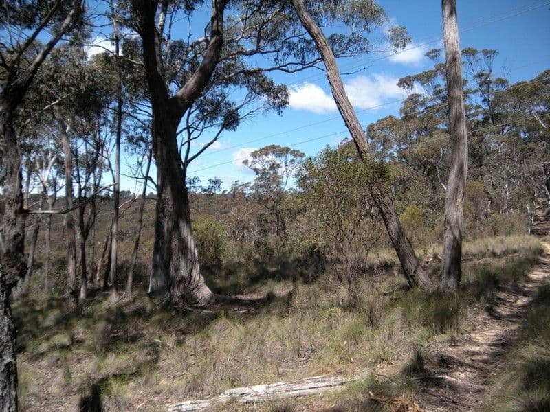 31-37  Salisbury Avenue, MOUNT VICTORIA NSW 2786, Mount Victoria - Thumbnail 4