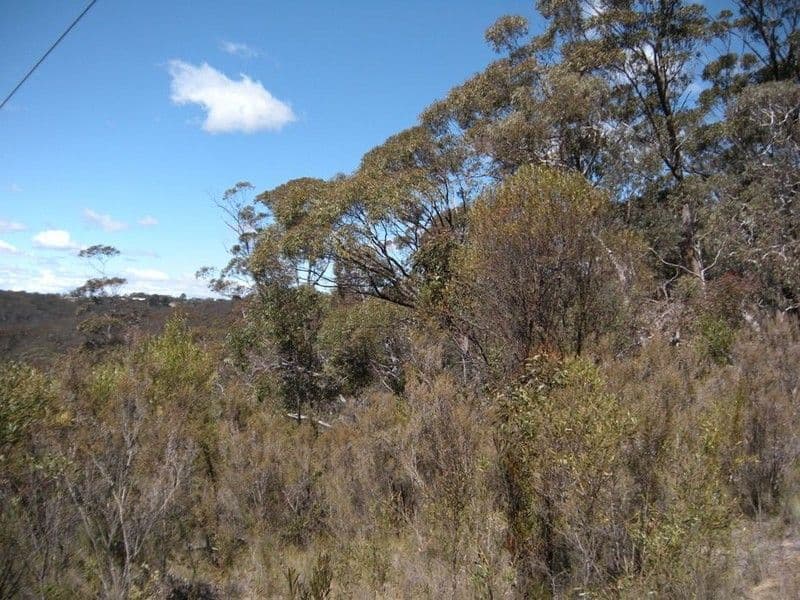 31-37  Salisbury Avenue, MOUNT VICTORIA NSW 2786, Mount Victoria - Thumbnail 6