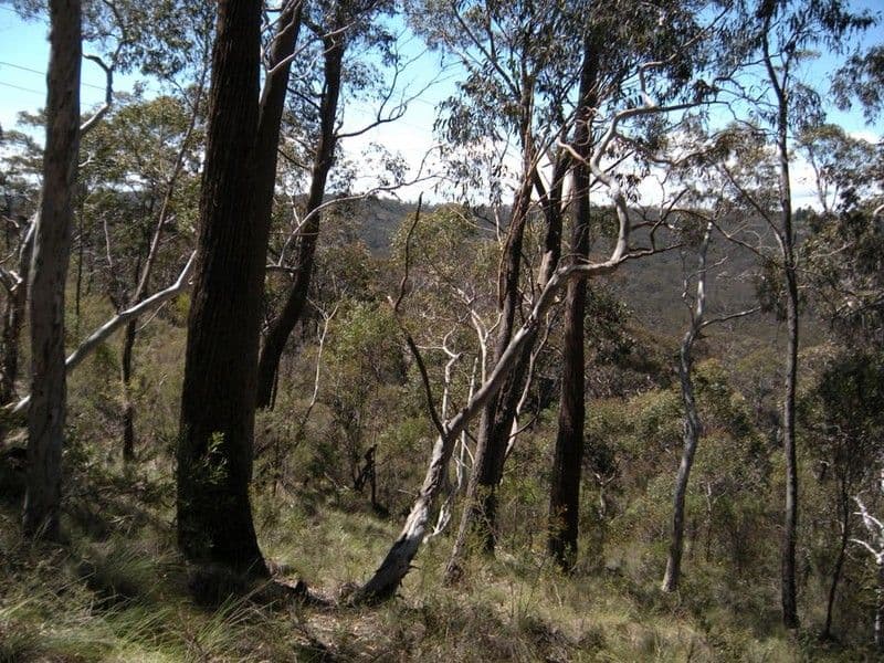 31-37  Salisbury Avenue, MOUNT VICTORIA NSW 2786, Mount Victoria - Thumbnail 7