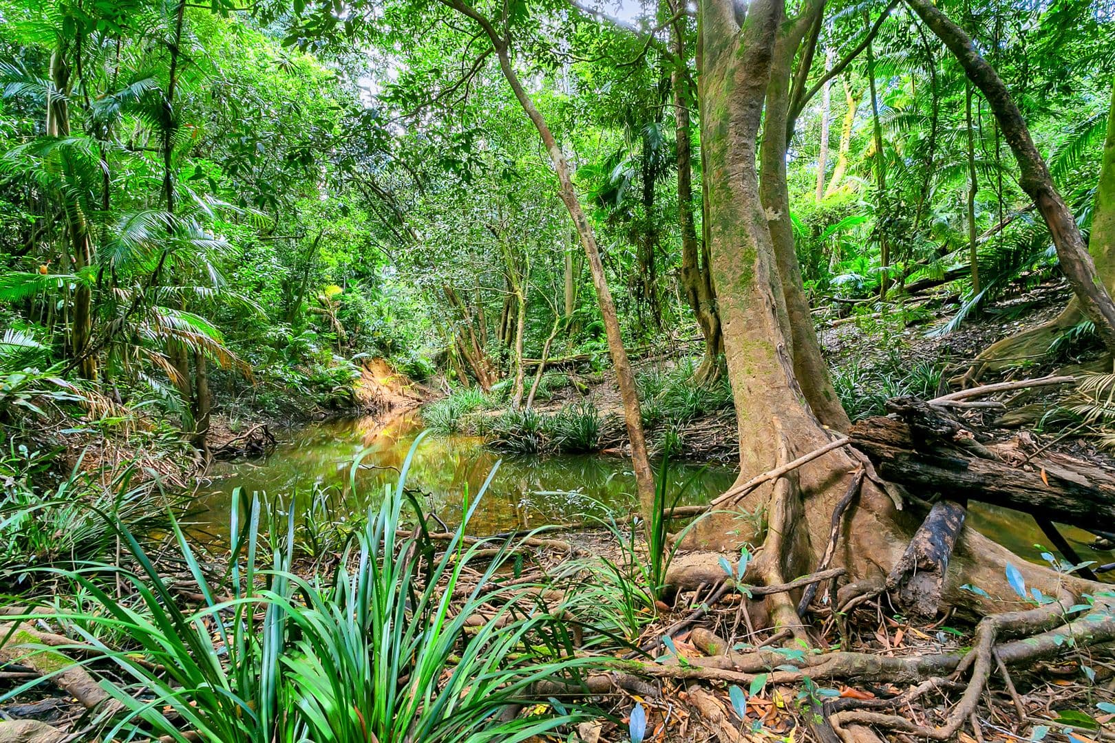240 Jeffrey Road, Kuranda QLD 4881, Kuranda - Thumbnail 4