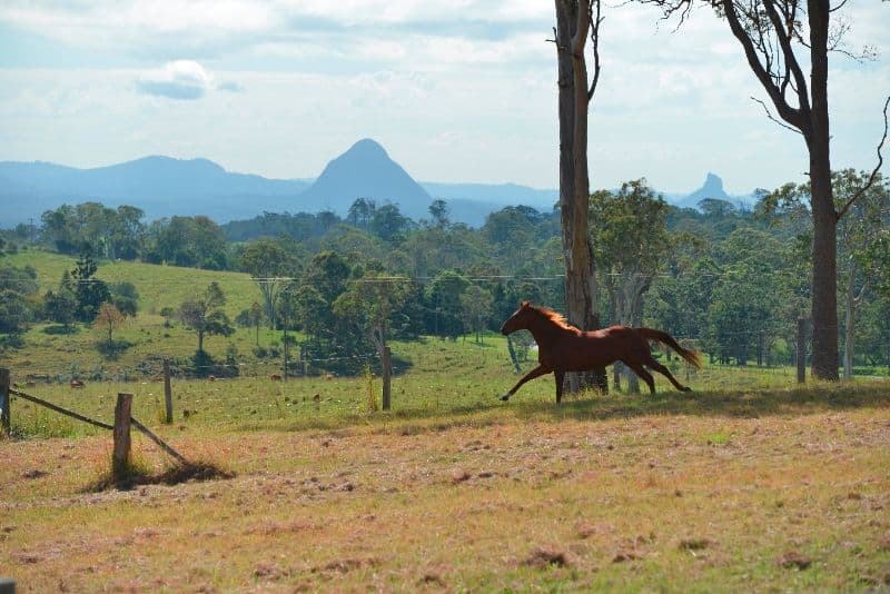 185 Settlement Road, MOUNT MEE QLD 4521, Mount Mee - Thumbnail 2