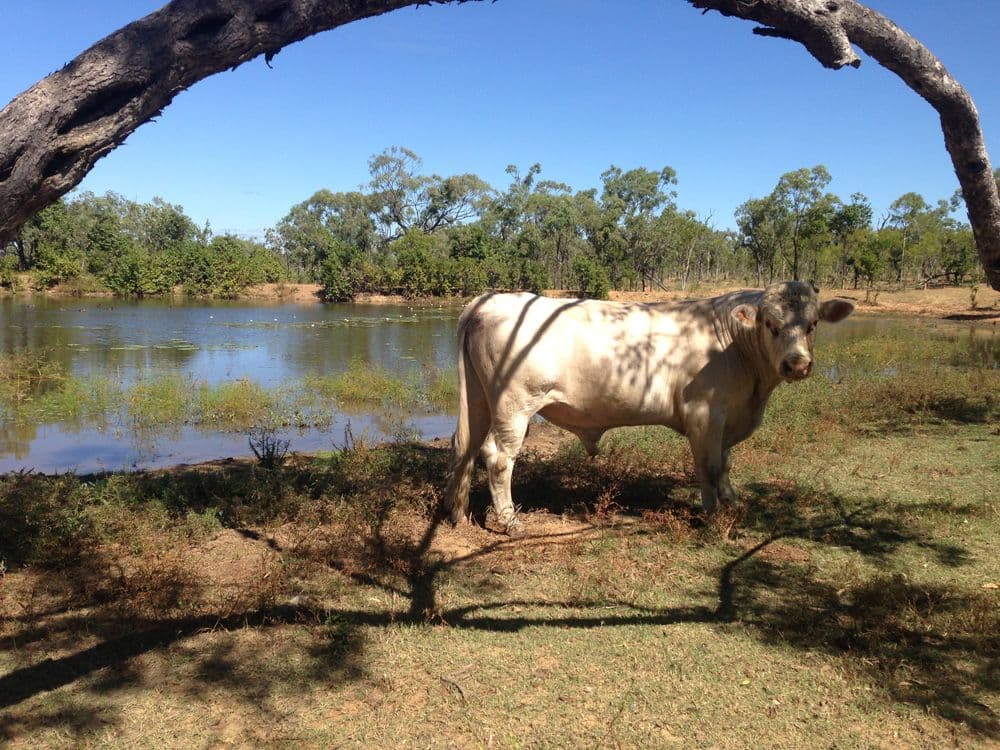 MOUNT CARBINE QLD 4871, Mount Carbine - Thumbnail 8