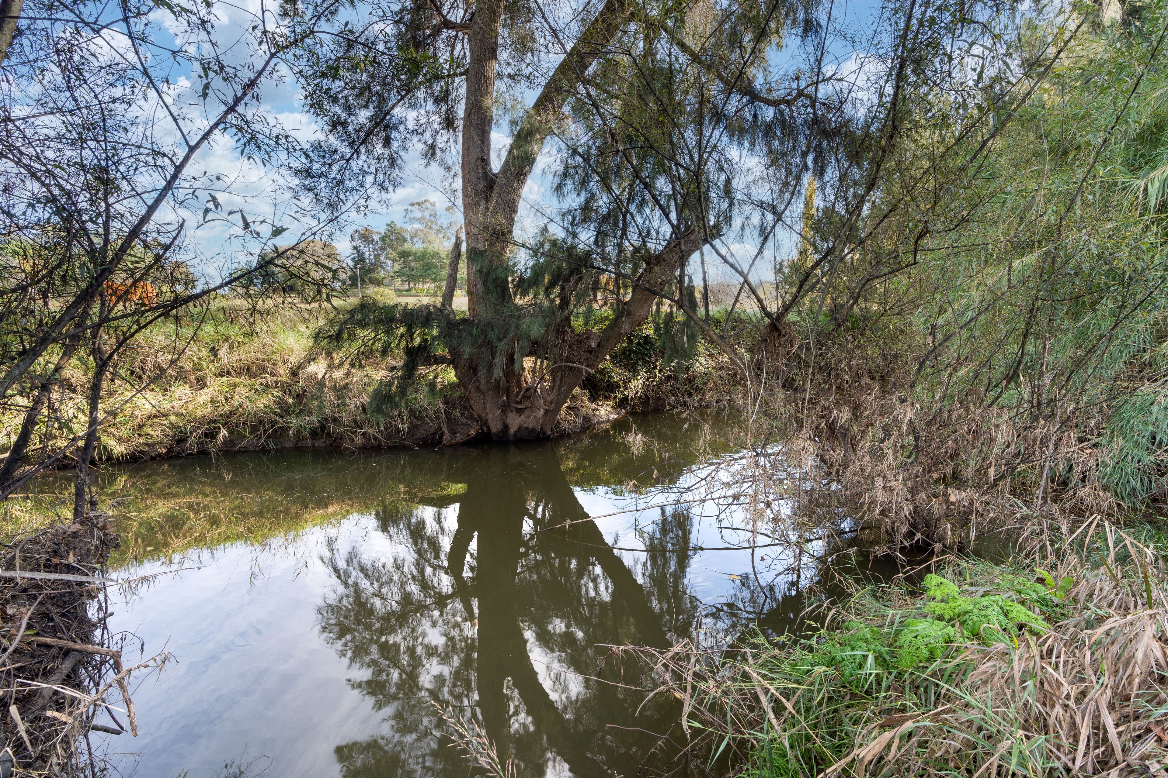 21 Flood Street, Cudal NSW 2864, Cudal - Thumbnail 4