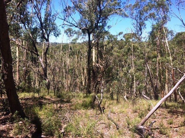 19 Chatsworth Road, Mount Victoria NSW 2786, Mount Victoria - Thumbnail 3