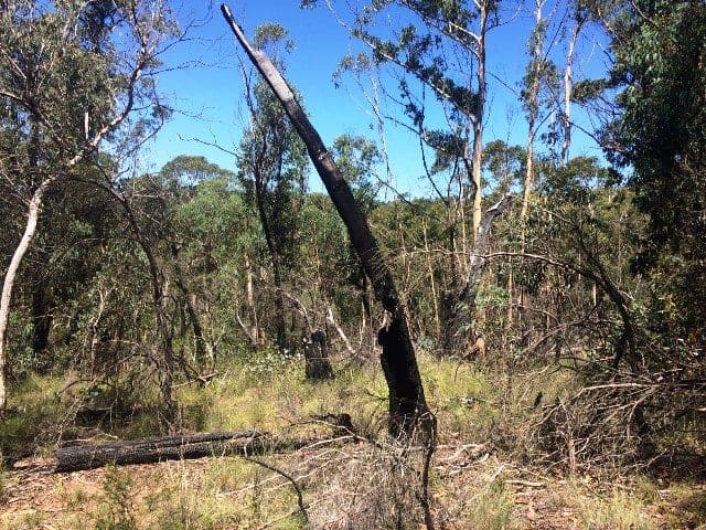 19 Chatsworth Road, Mount Victoria NSW 2786, Mount Victoria - Thumbnail 4