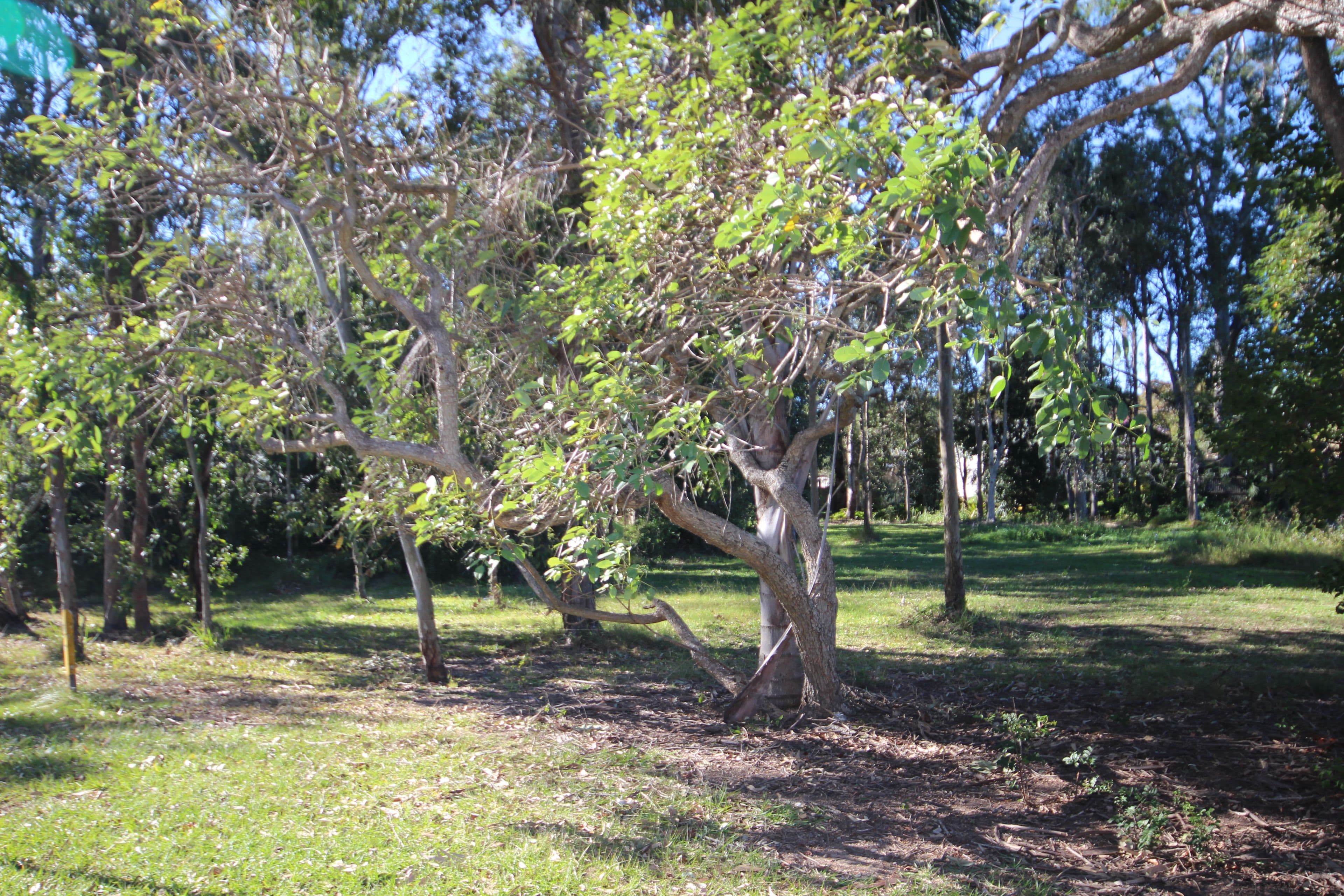 Lots 39-41 Dyer Street, LANDSBOROUGH QLD 4550, Landsborough - Thumbnail 5