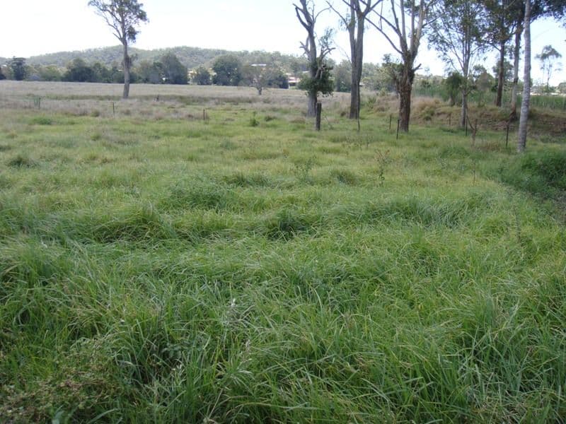 29 Jackson Lane, YATALA QLD 4207, Yatala - Thumbnail 6