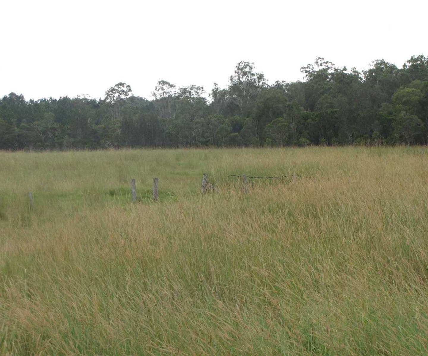 Whiporie Road NSW 2469, Whiporie Road - Thumbnail 5