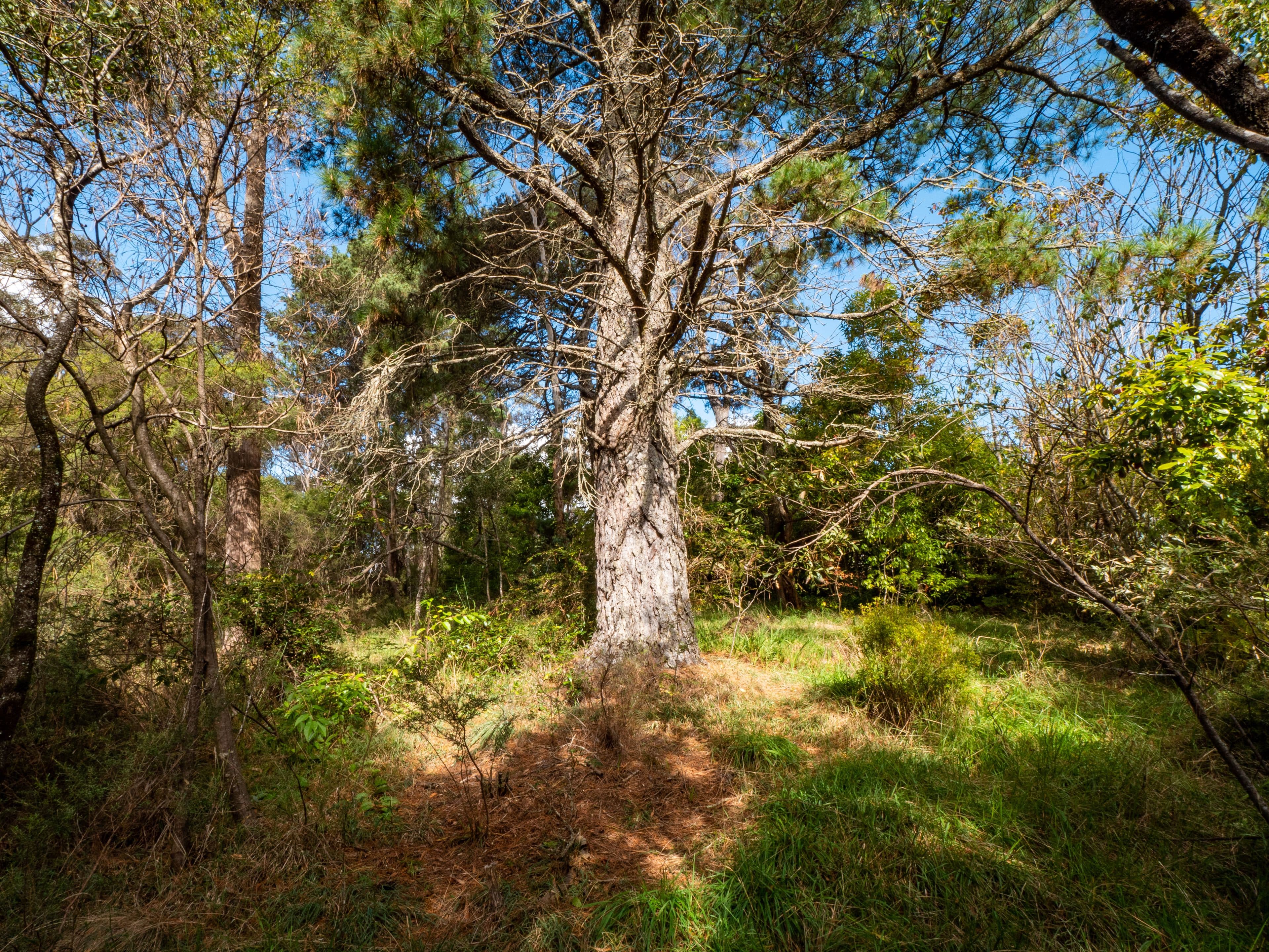 23 Second Street, Blackheath NSW 2785, Blackheath - Thumbnail 4