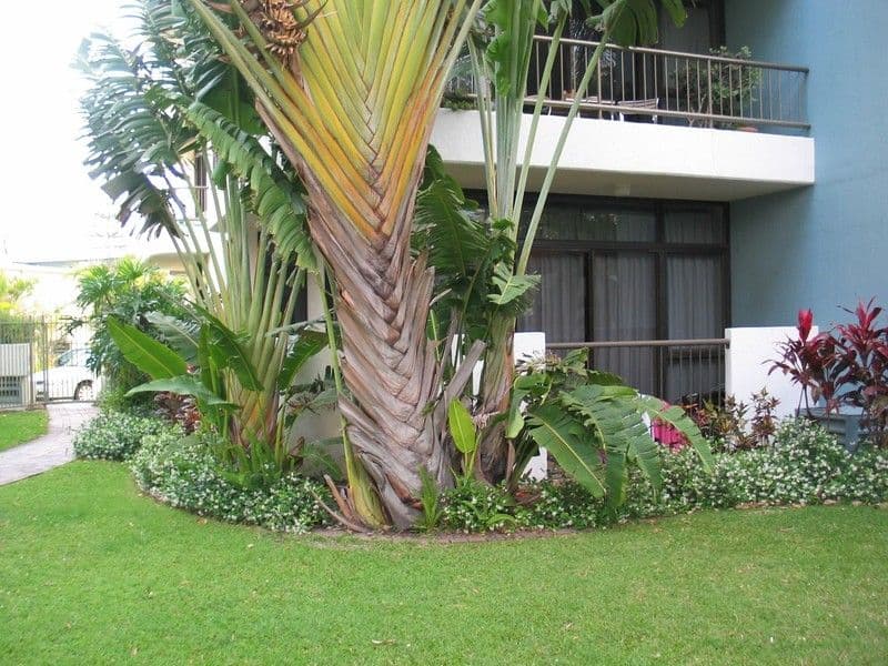 2 'Alexander', 2943 Gold Coast Highway, SURFERS PARADISE QLD 4217, Surfers Paradise - Thumbnail 3