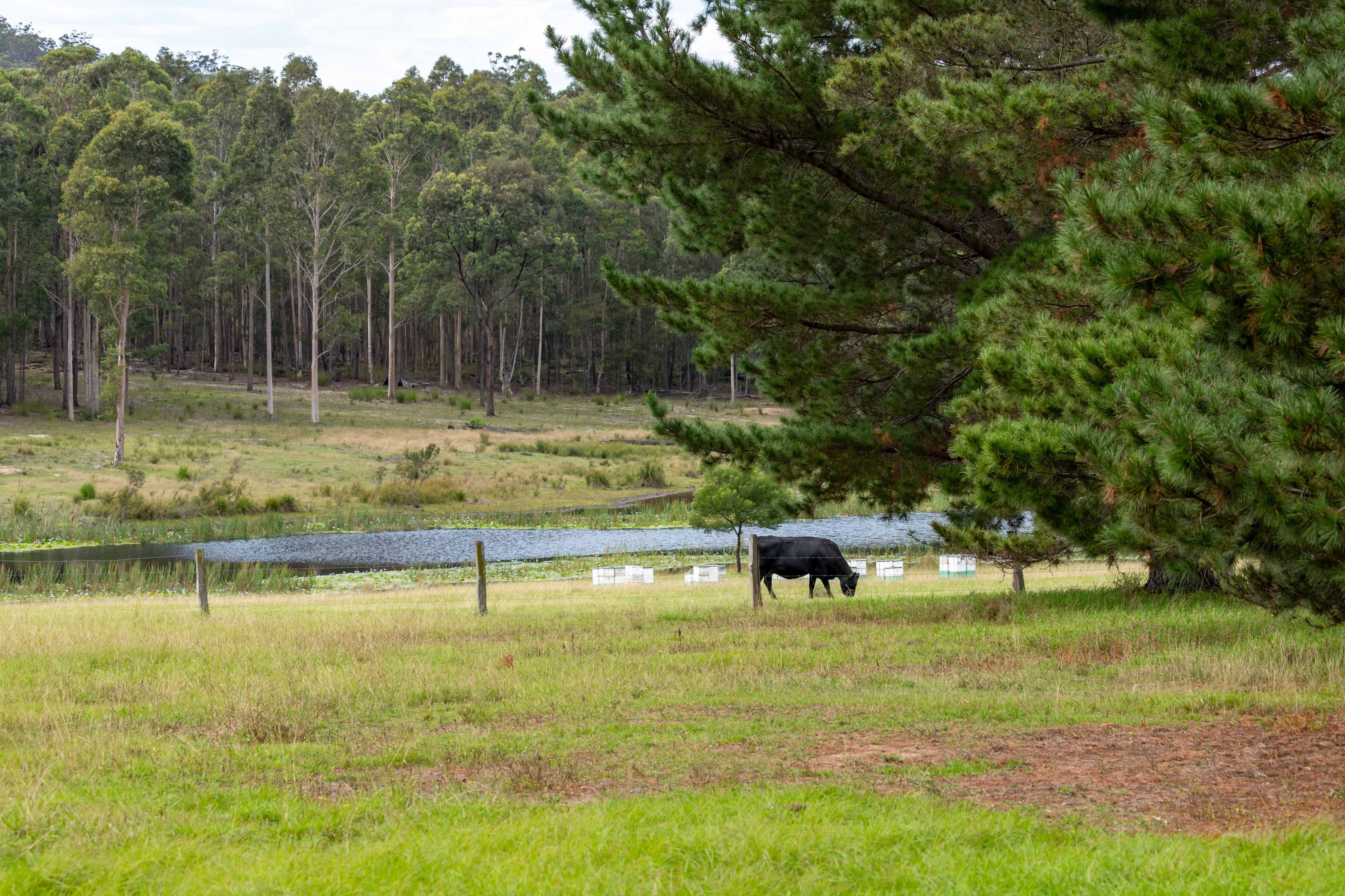 415 Meadows Road, Moruya NSW 2537, Moruya - Thumbnail 6