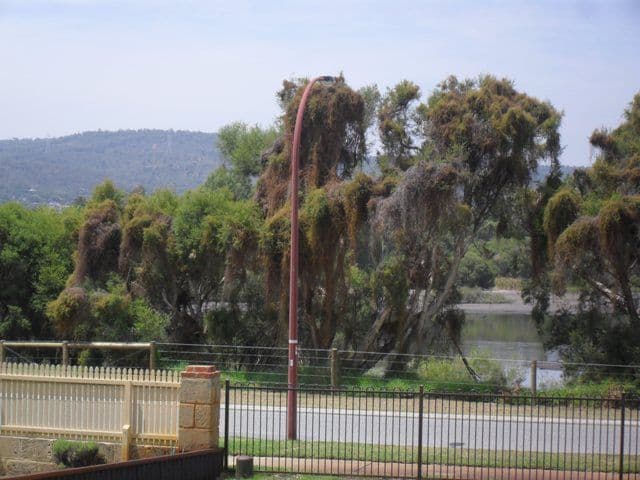 31 May Street, GOSNELLS WA 6110, Gosnells - Thumbnail 6