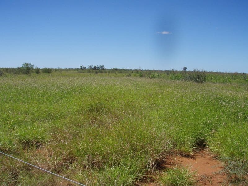 Lot 29 Albert Park Road, CHARLEVILLE QLD 4470, Charleville - Image 1