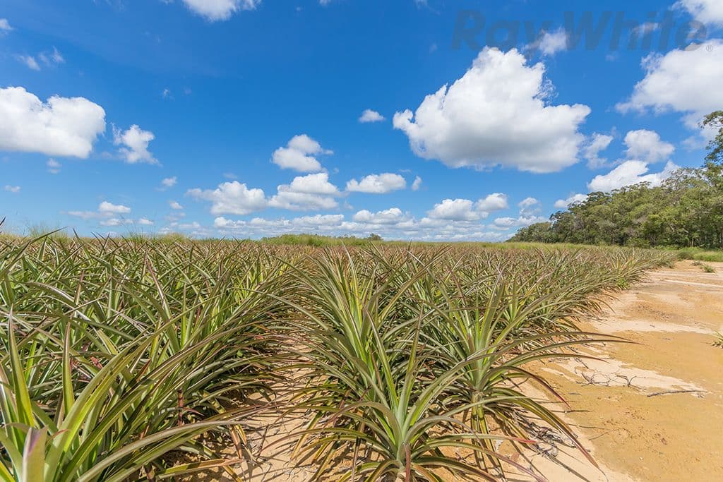 280 Child Road, Wamuran QLD 4512, Wamuran - Thumbnail 2