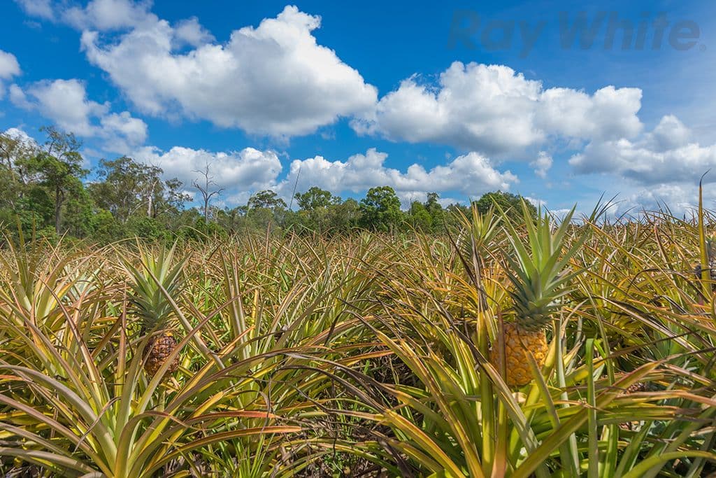 280 Child Road, Wamuran QLD 4512, Wamuran - Thumbnail 5