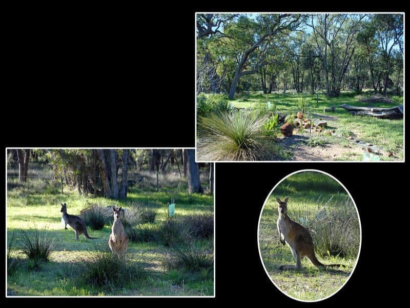 100 WANDOO Drive, Baldivis WA 6171, Baldivis - Thumbnail 8