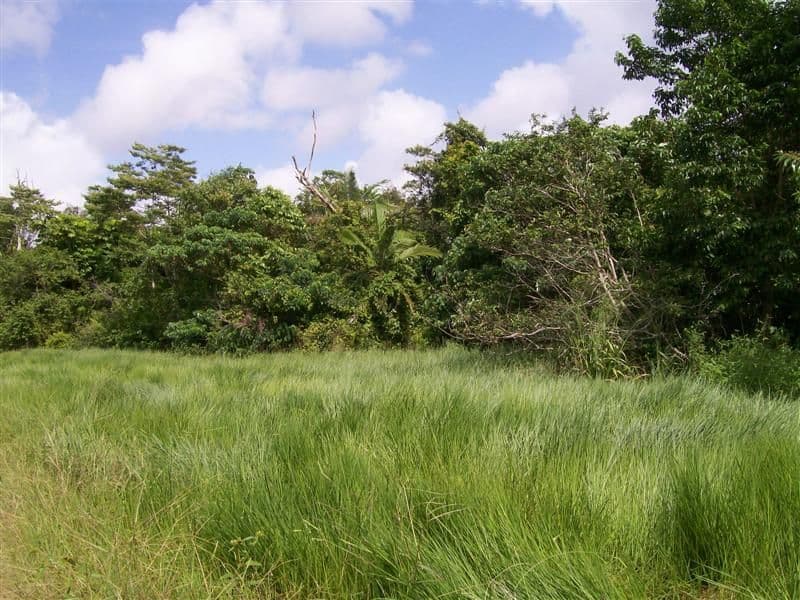 INNISFAIL QLD 4860, Innisfail - Thumbnail 4