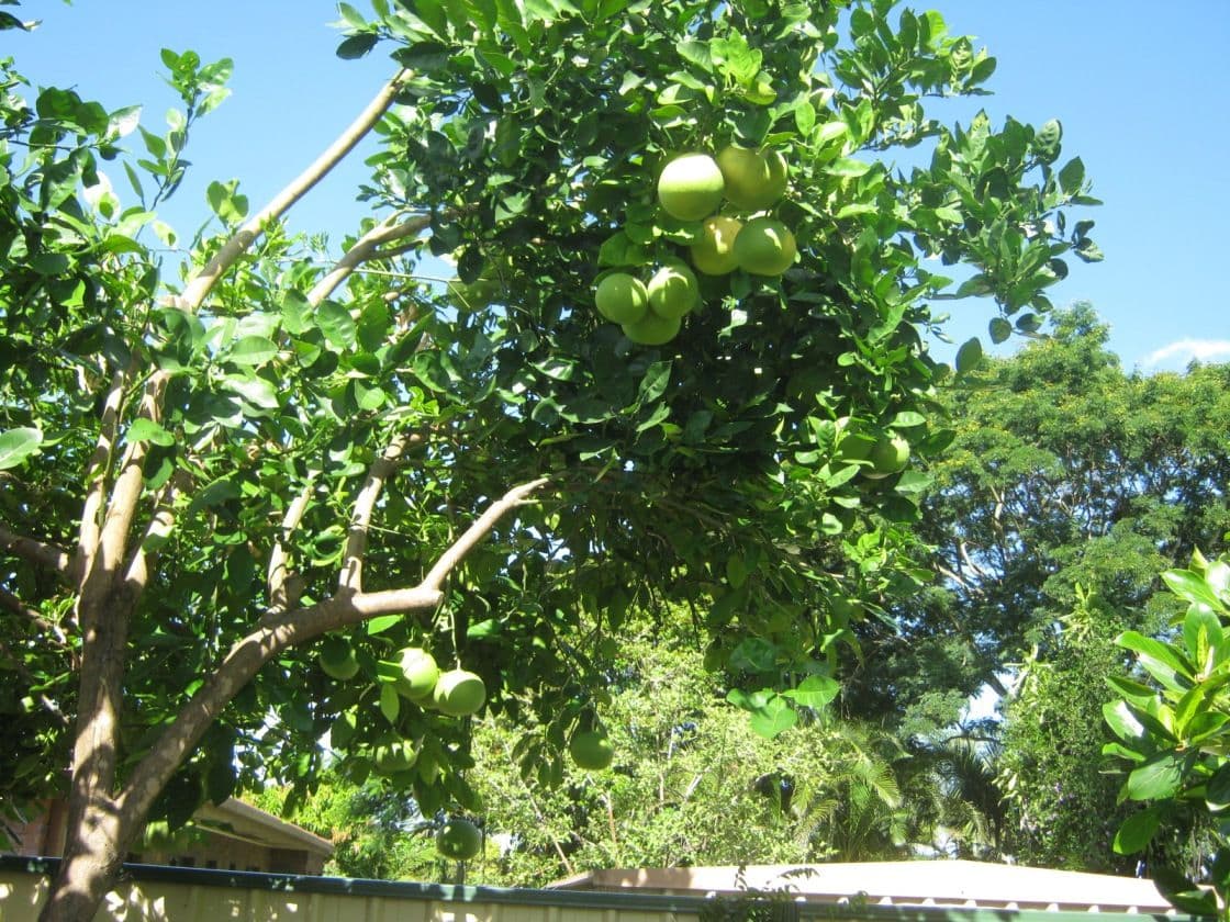 DURACK QLD 4077, Durack - Thumbnail 7