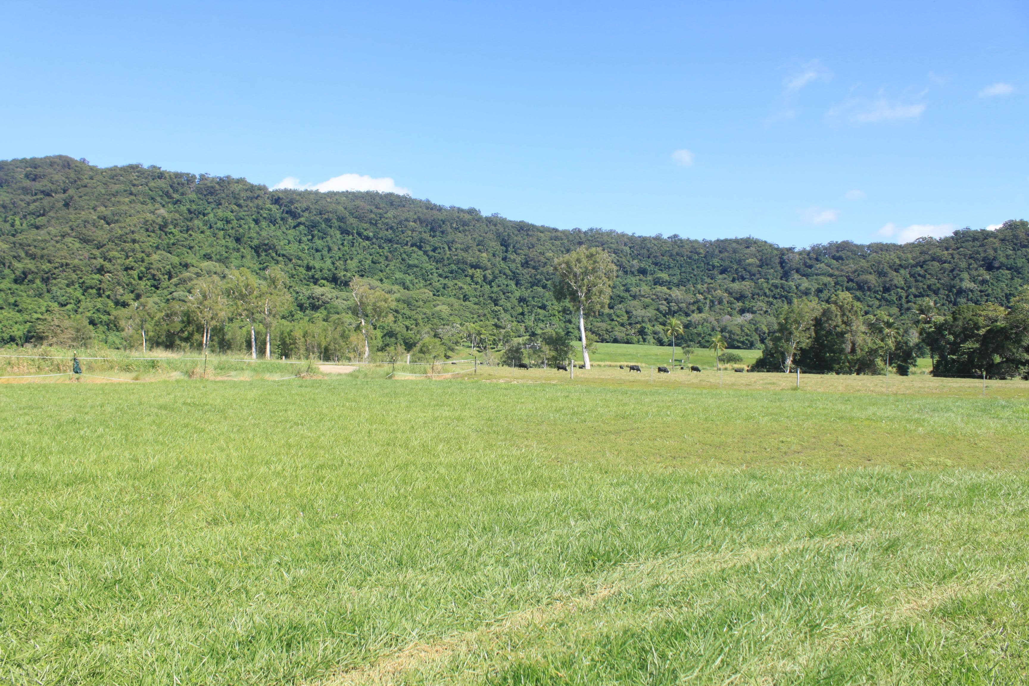 8 Julia Close, WONGA BEACH QLD 4873, Wonga Beach - Image 1