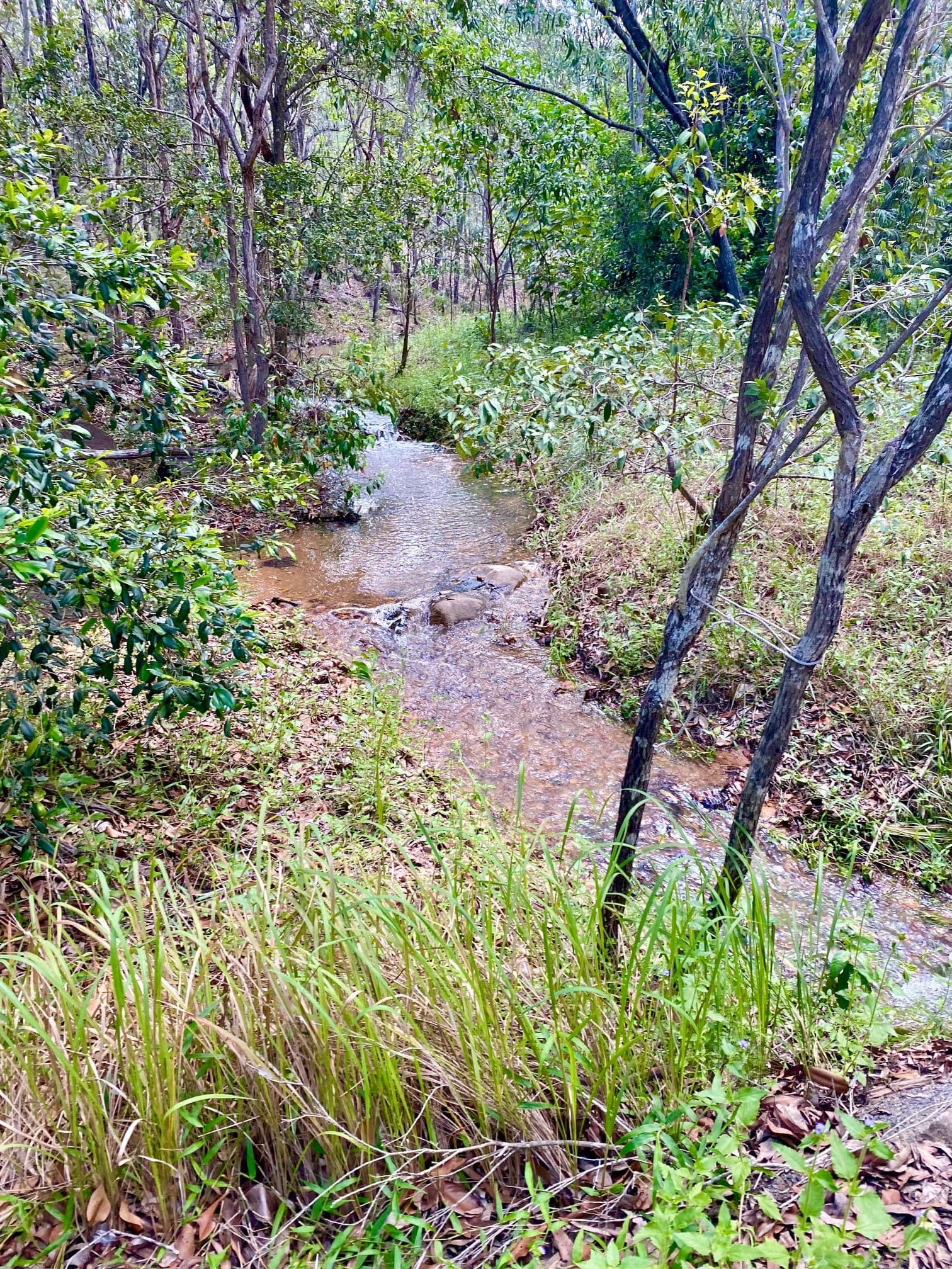 425 Creevey Drive, Captain Creek QLD 4677, Captain Creek - Thumbnail 8