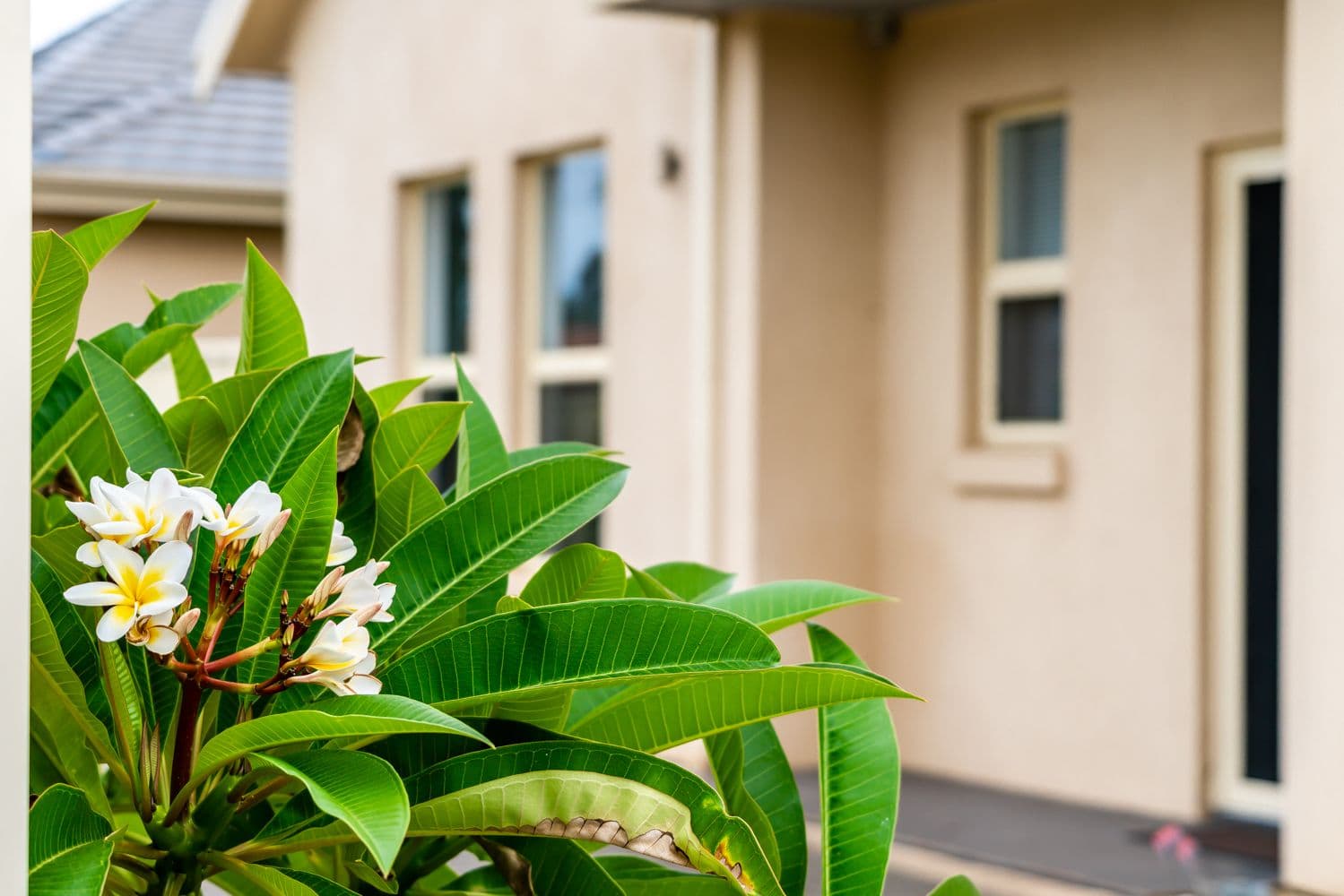 74 Charles Sturt Avenue, Grange SA 5022, Grange - Thumbnail 4