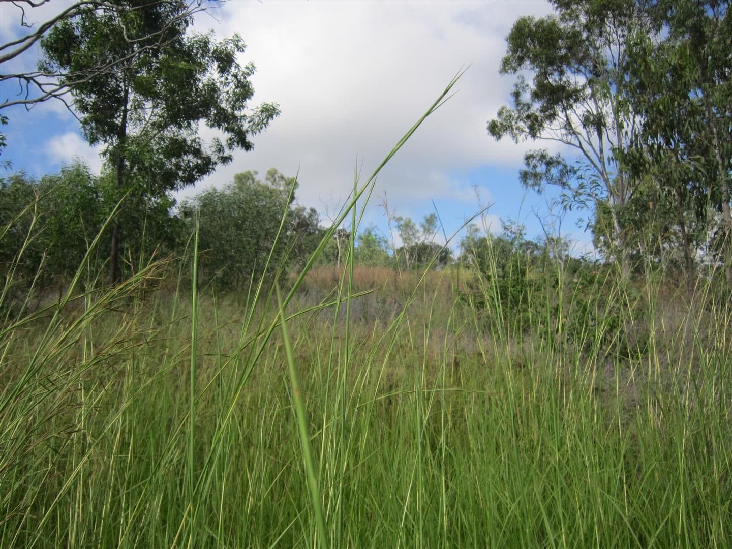 Lot 1, 24 Whitely Street, Mount Morgan QLD 4714, Mount Morgan - Image 1
