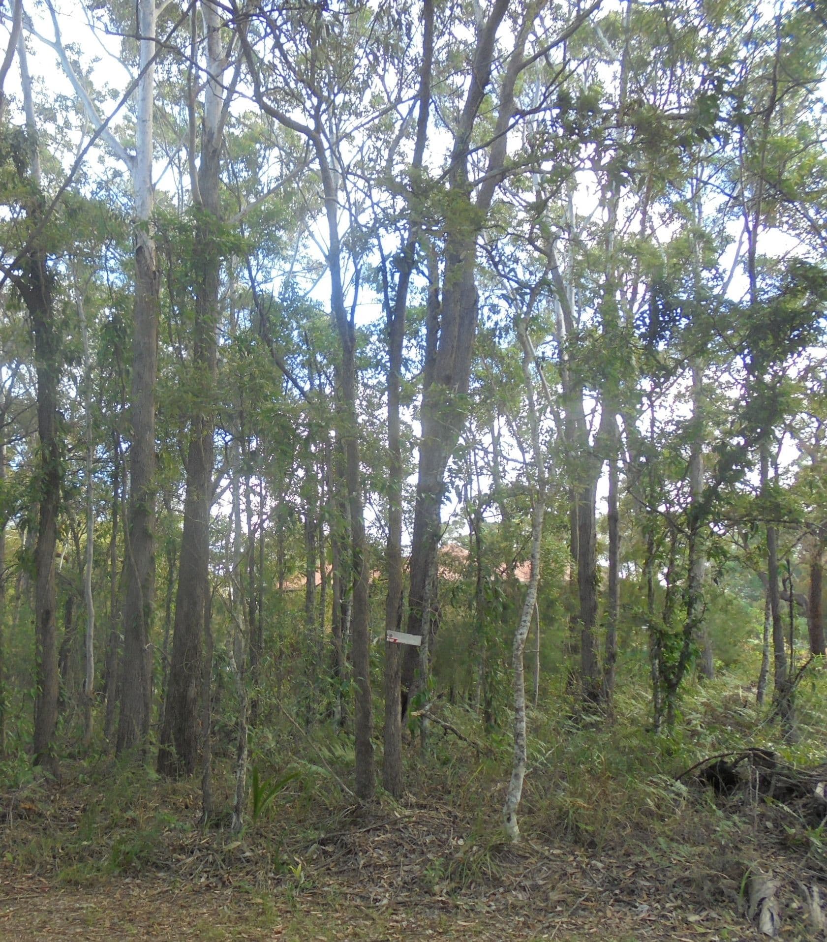 83 Harvey Street, Russell Island QLD 4184, Russell Island - Image 1