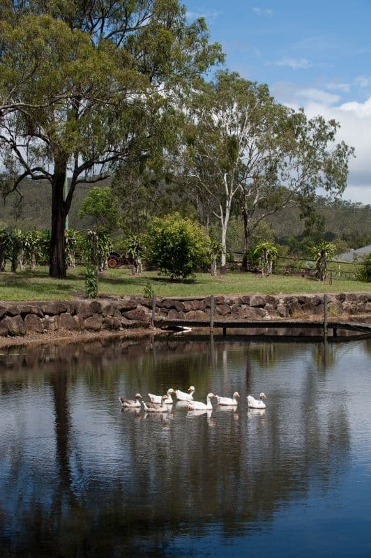 35 Pandanus Place, SPEEWAH QLD 4881, Speewah - Thumbnail 4