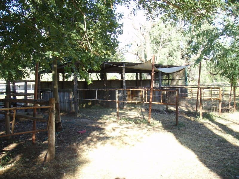 169 Galatea Street, CHARLEVILLE QLD 4470, Charleville - Thumbnail 5